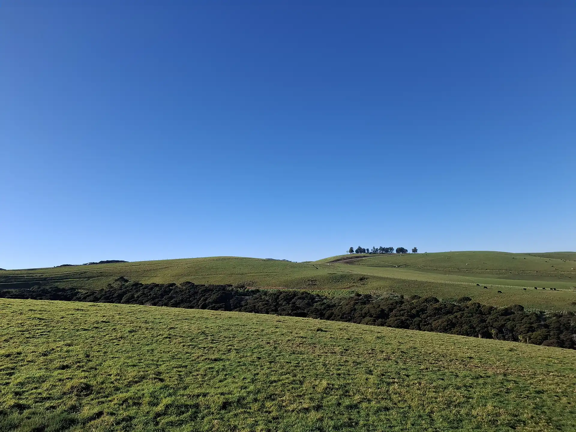 Wai Kōwhai Lot 15 -2