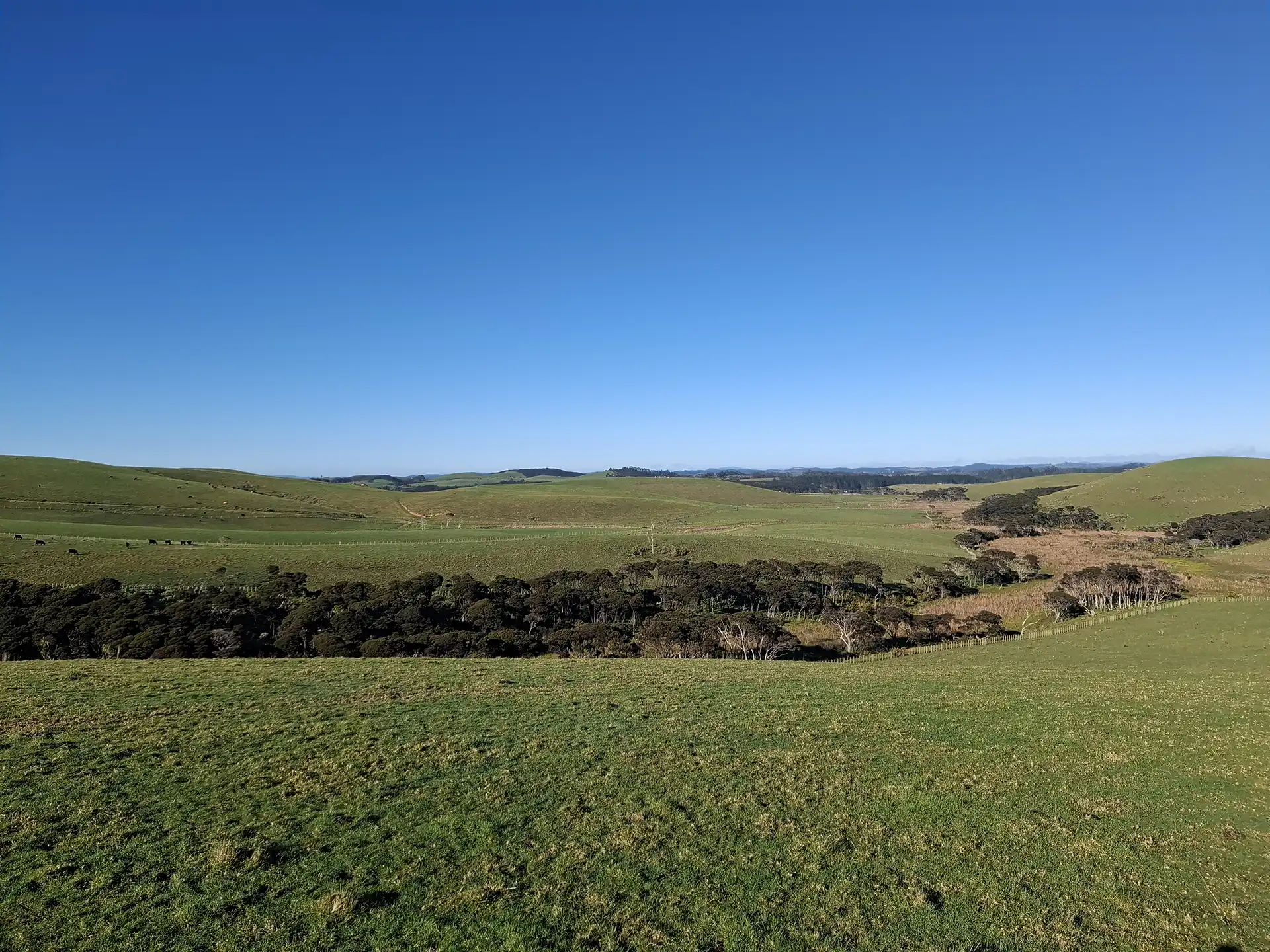 Wai Kōwhai Lot 15 -3