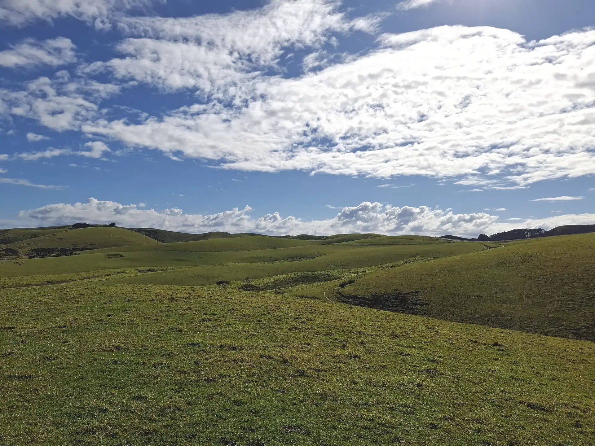 Wai Kōwhai Lot 19 -1