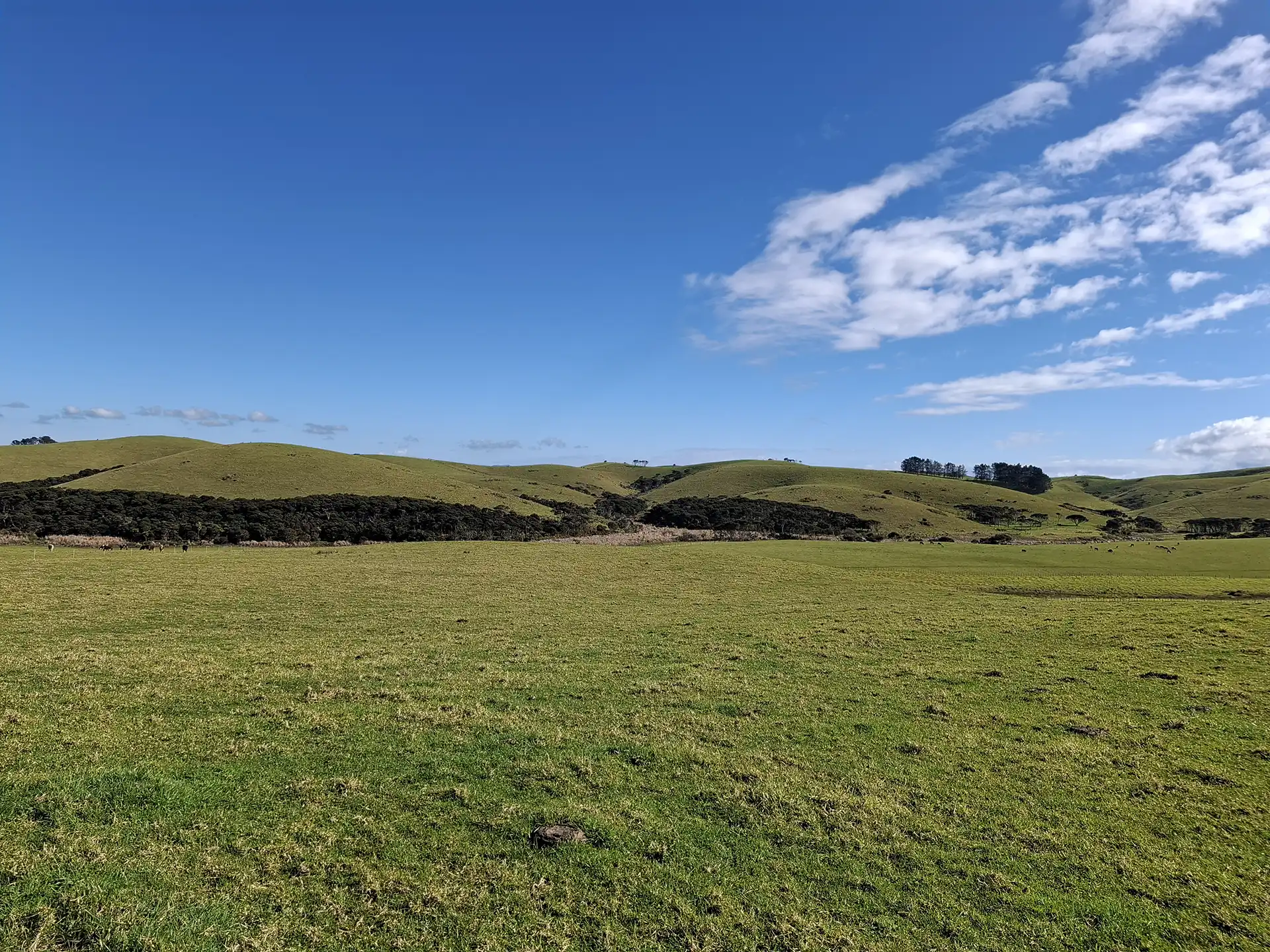 Wai Kōwhai Lot 19 -4