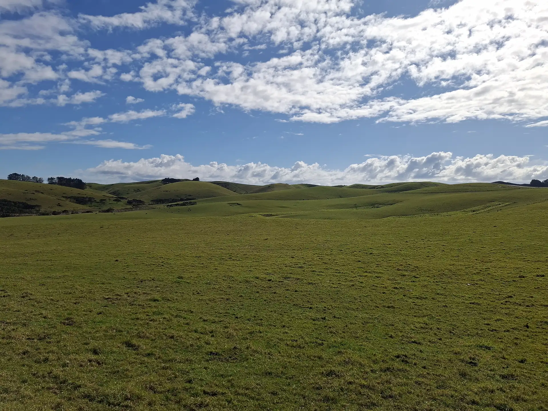 Wai Kōwhai Lot 20 -1