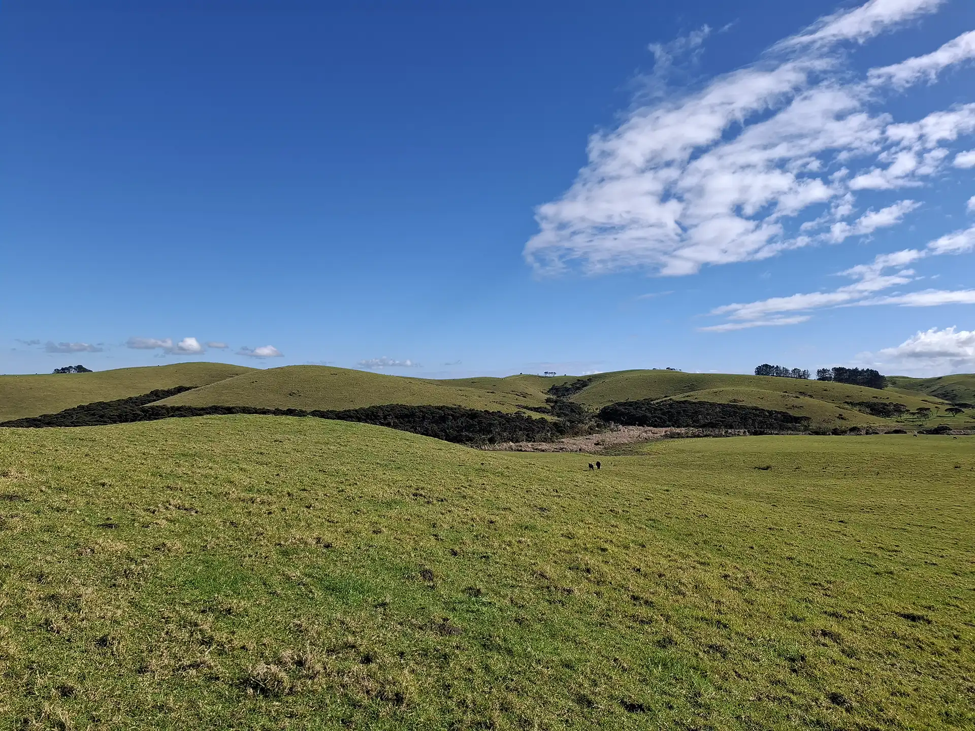 Wai Kōwhai Lot 20 -3