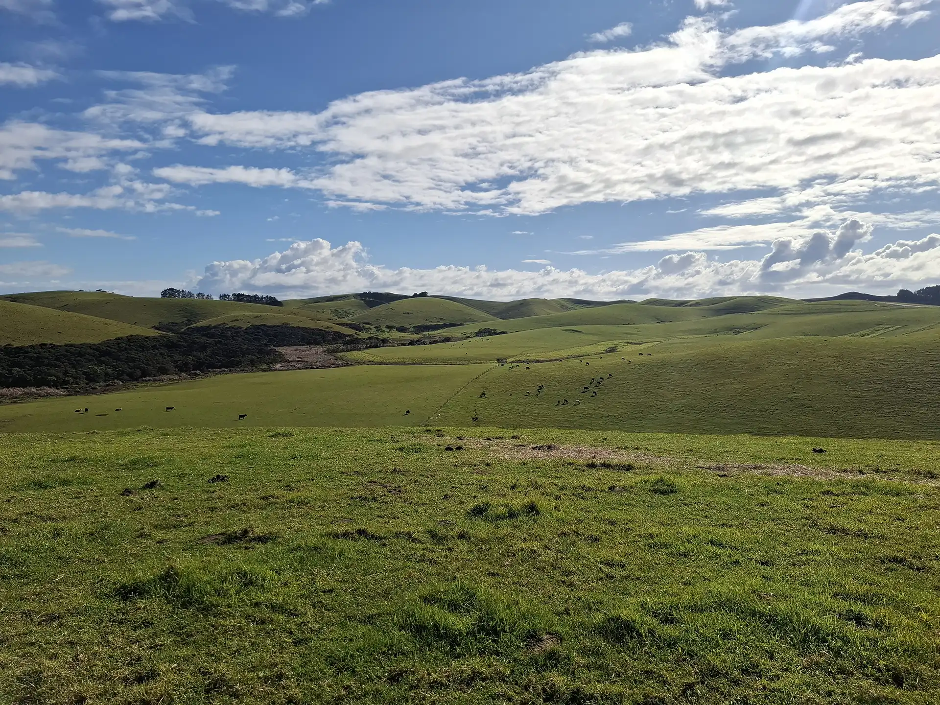 Wai Kōwhai Lot 21 -1