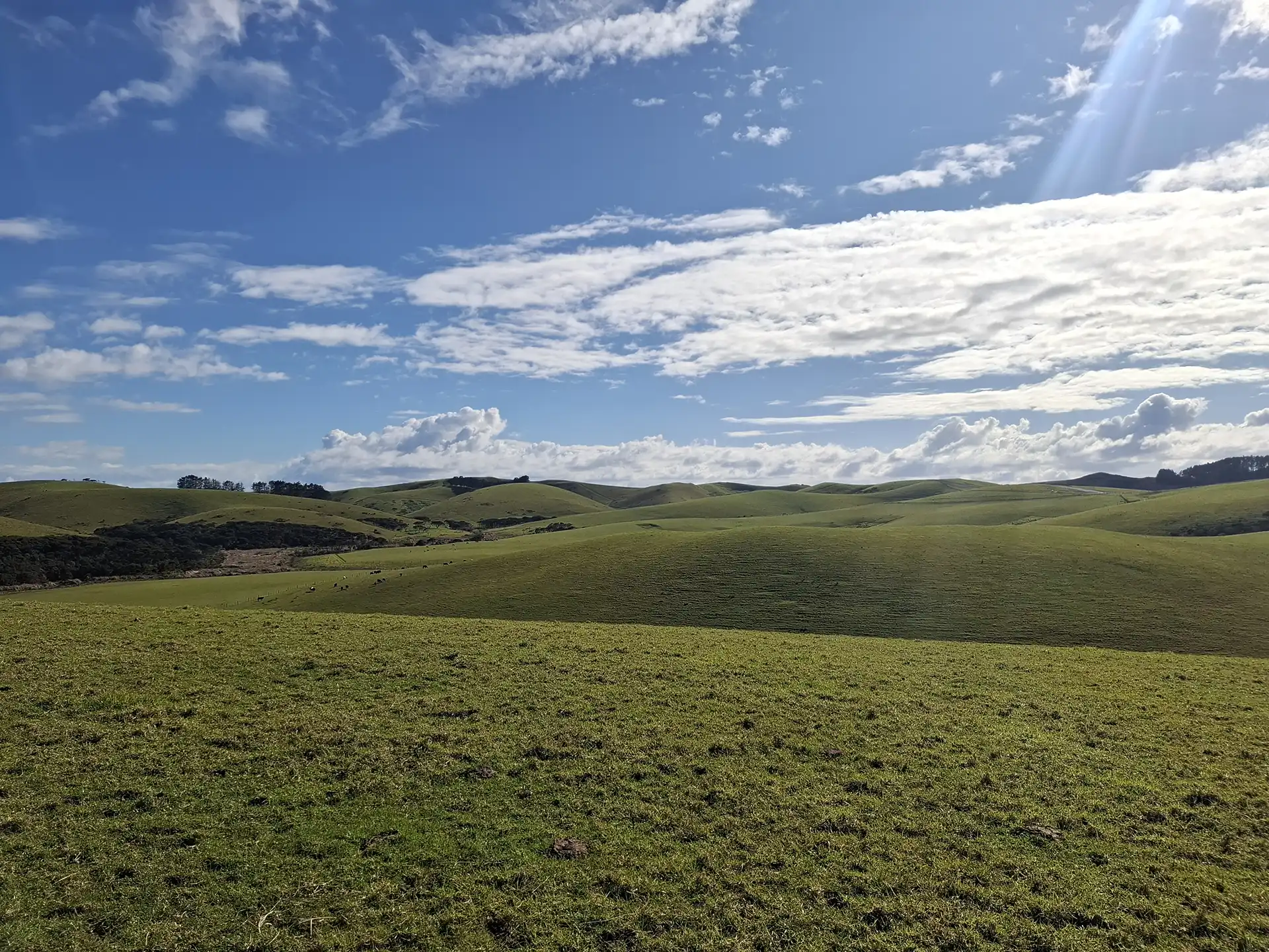 Wai Kōwhai Lot 22 -1