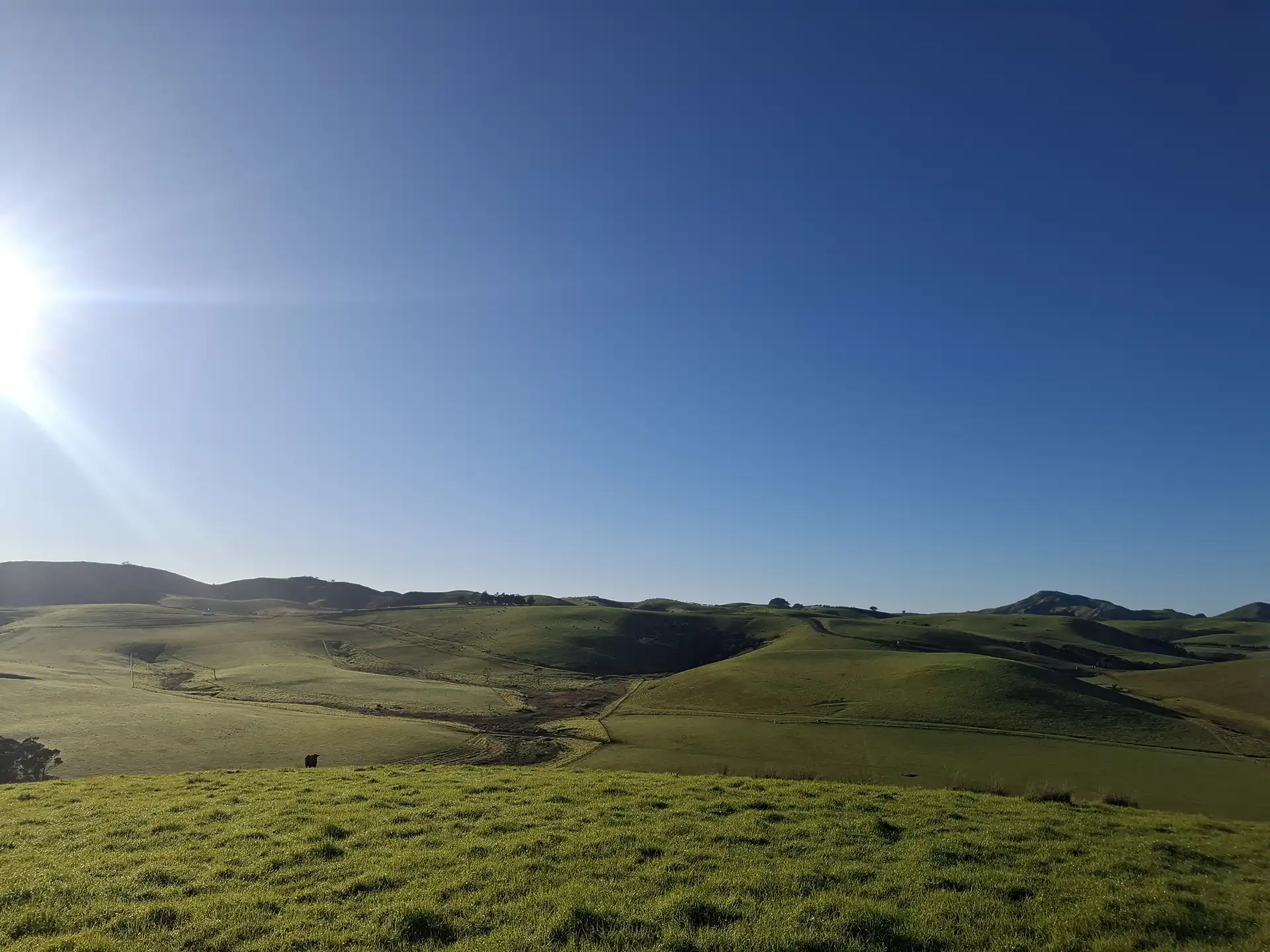 Wai Kōwhai Lot 3 -2