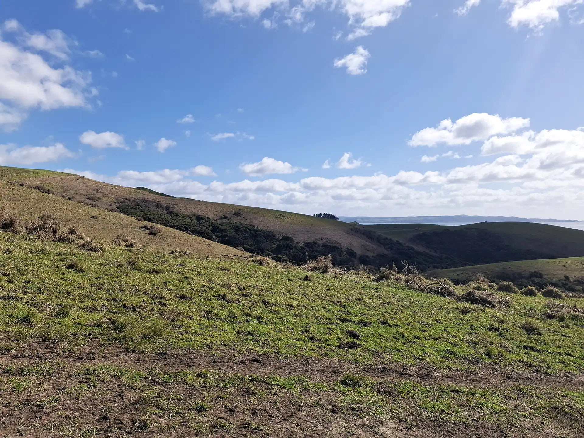 Wai Kōwhai Lot 50 -1