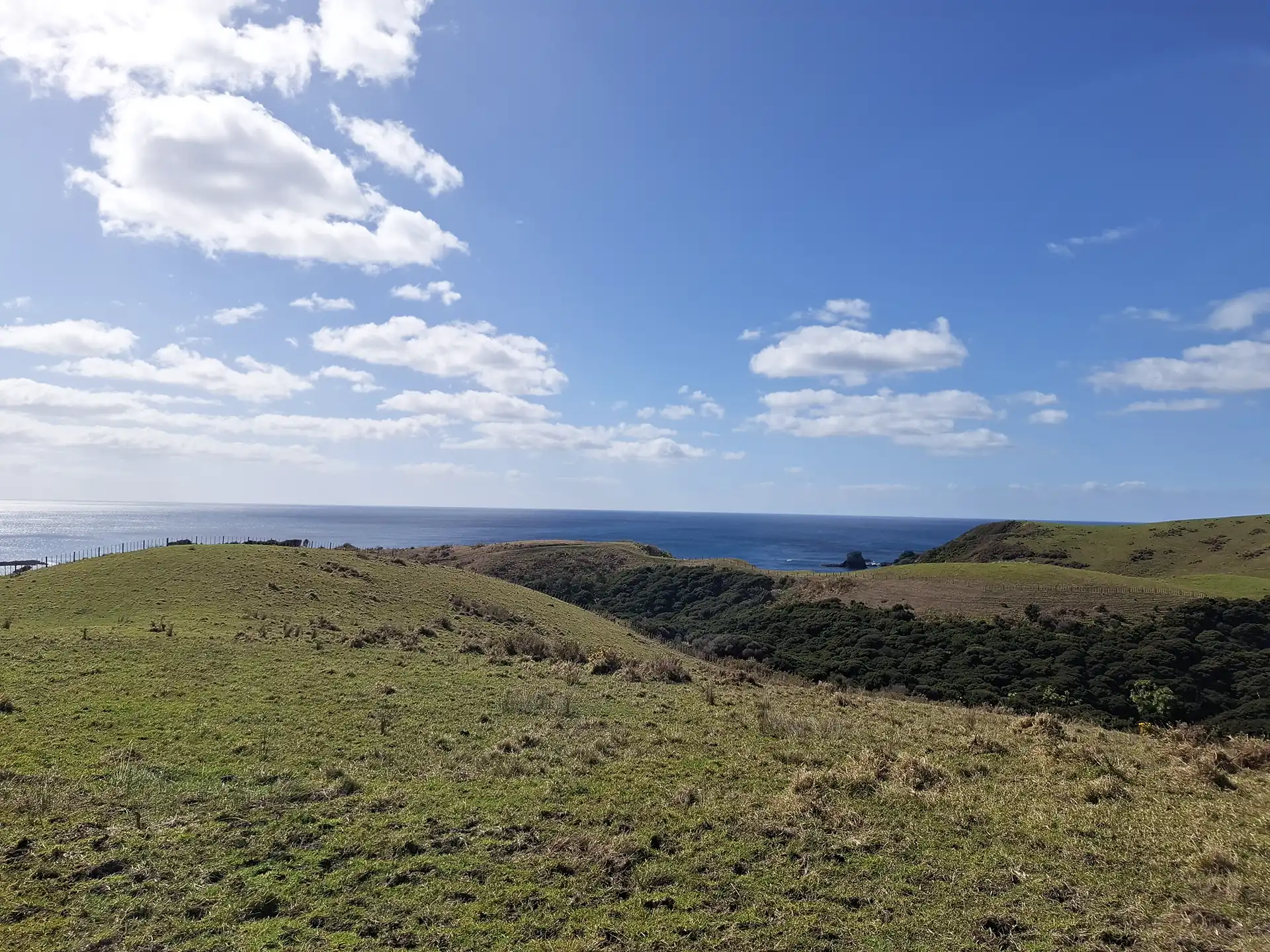 Wai Kōwhai Lot 50 -3