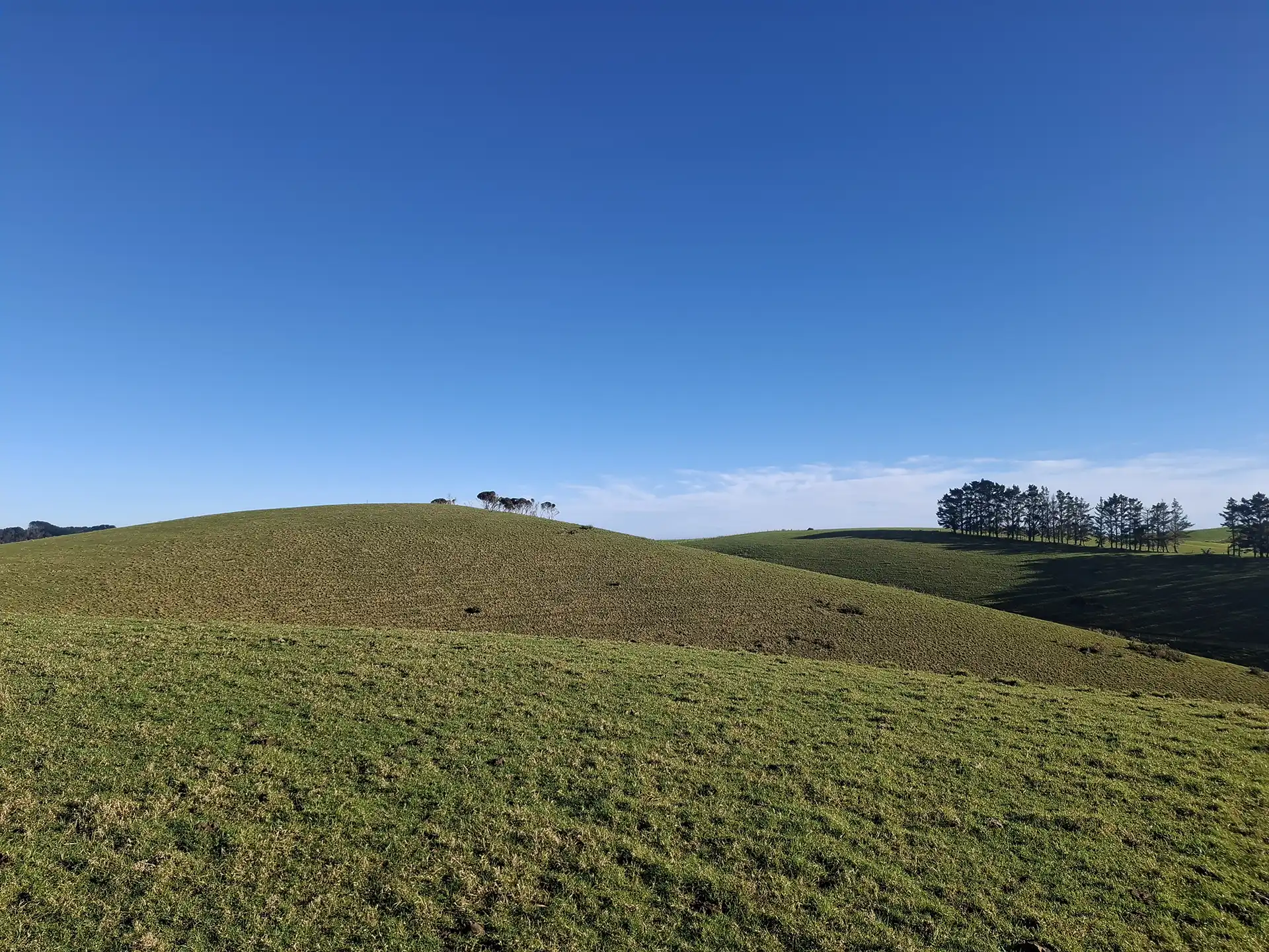 Wai Kōwhai Lot 7 -1