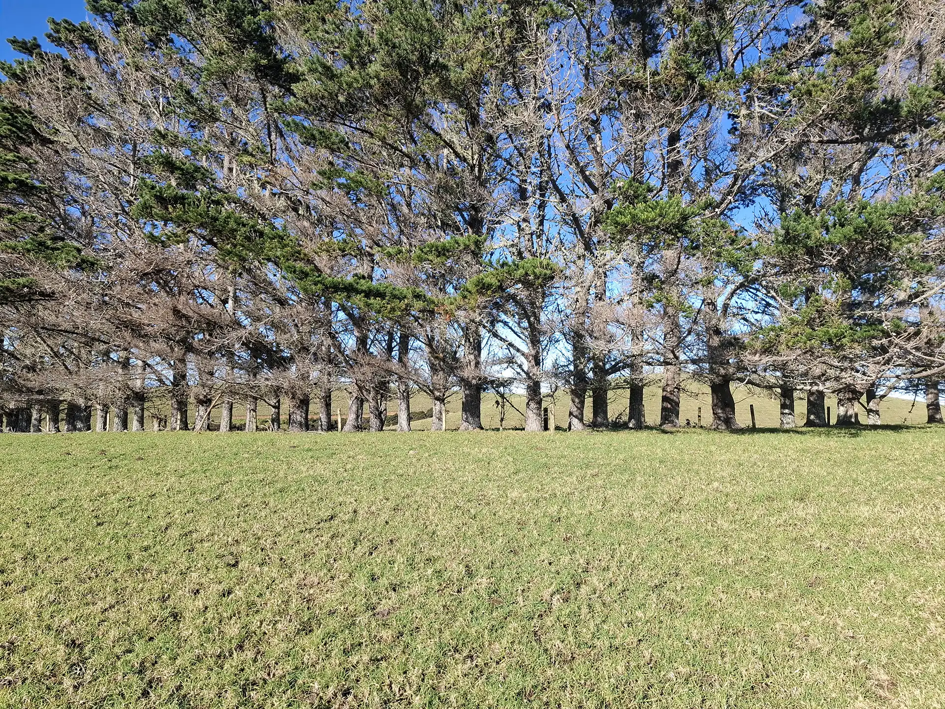 Wai Kōwhai Lot 9 -3